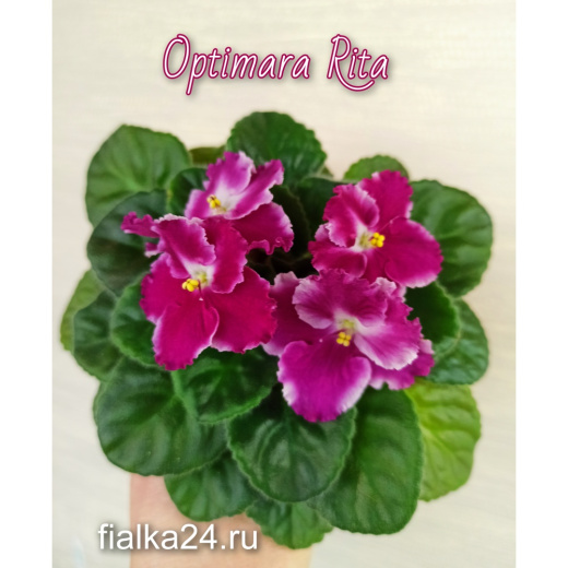 Optimara Rita (Holtkamp)