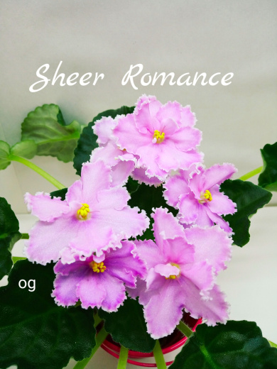Sheer Romance (Sorano)