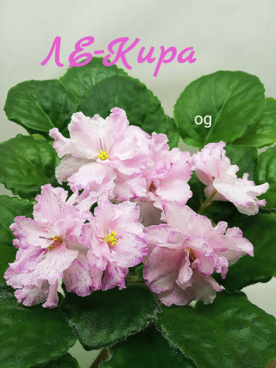 ЛЕ-Кира 