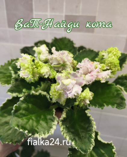 ВаТ-Найди Кота