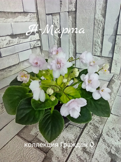 Н - Марта