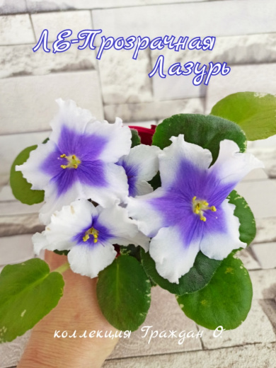 ЛЕ-Прозрачная Лазурь