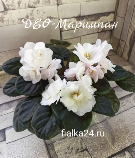 ДЕО-Марципан (О. Аксенкина)