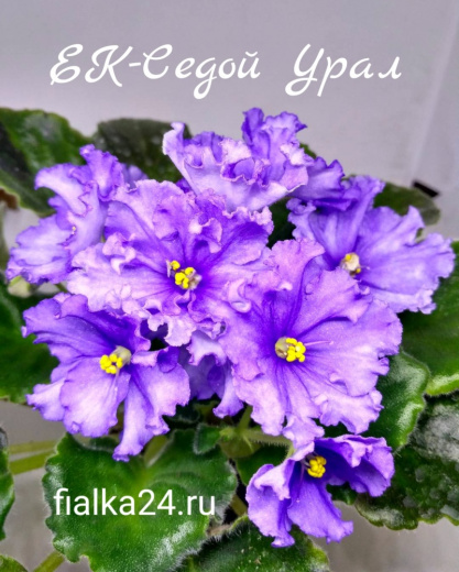 ЕК-Седой Урал