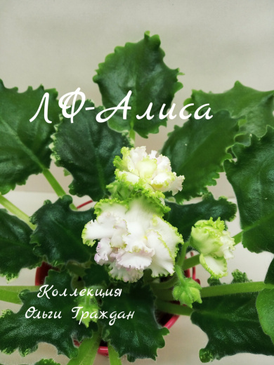 ЛФ-Алиса