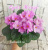 Lyon's Mirage (Sorano)