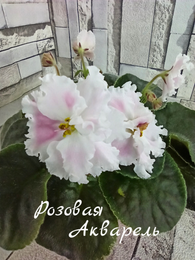 Розовая акварель
