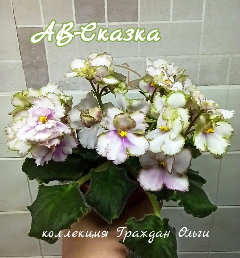 АВ-Сказка