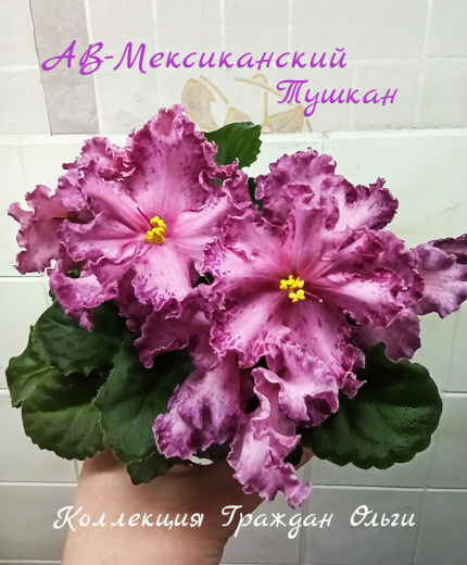 АВ-Мексиканский Тушкан