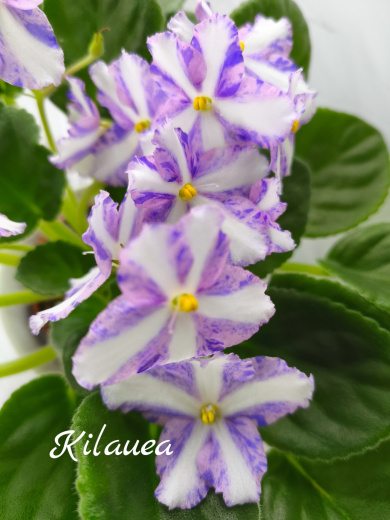 Kilauea (J.Eyerdom)