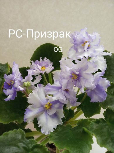 РС-Призрак