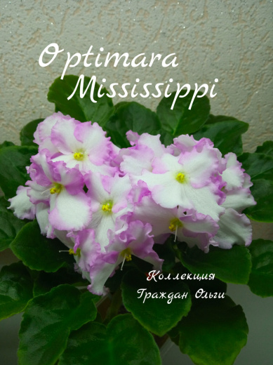 Optimara Mississippi (Holtkamp)