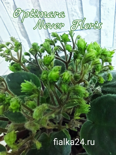 Optimara NeverFloris (Holtkamp)