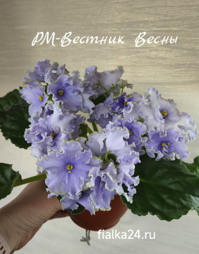 РМ-Вестник Весны