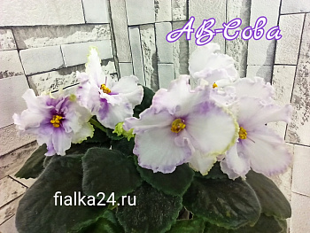 АВ-Сова