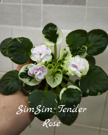 SimSim Tender Rose (A.Mayer)