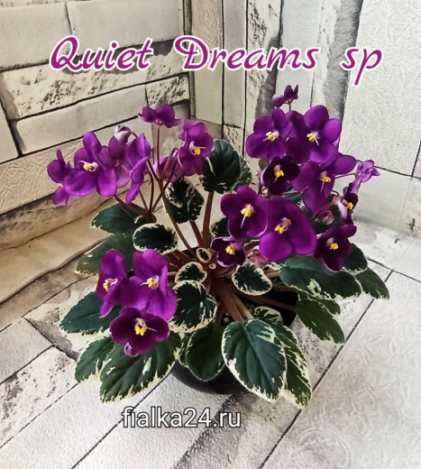 Quiet Dreams sp (B.Elkin)
