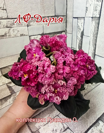 ЛФ – Дарья