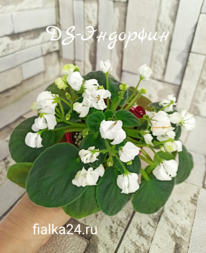 DS-Эндорфин