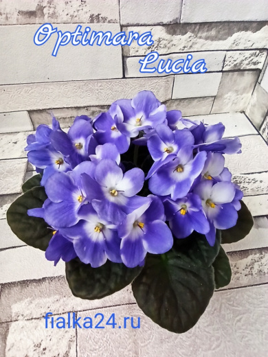 Optimara Lucia (Holtkamp)