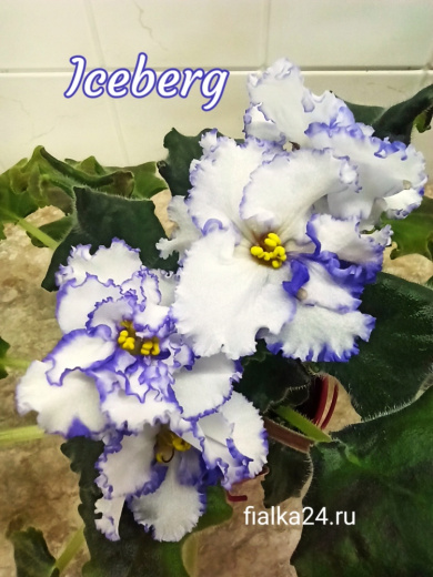 Iceberg (LLG/Sorano)