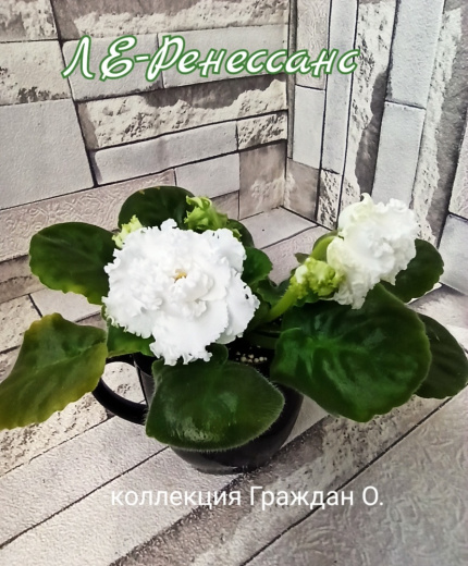 ЛЕ-Ренессанс