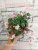 Edee's Rosebud Trail (Harris)