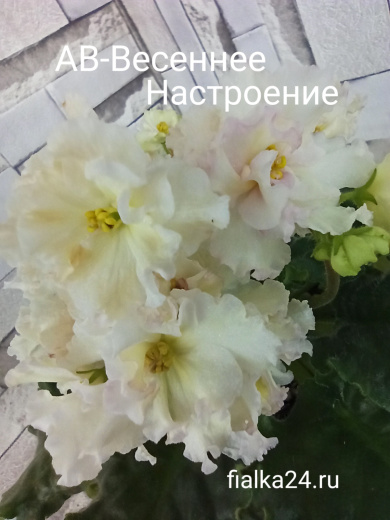АВ-Весеннее Настроение