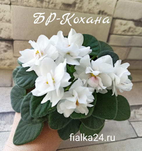 БР-Кохана