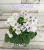 Jolly Orchid (Pittman)