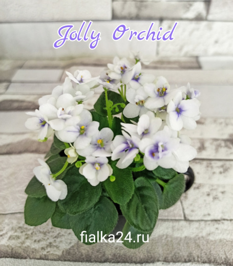 Jolly Orchid (Pittman)