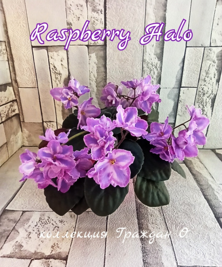 Raspberry Halo (Eyerdom)