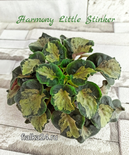 Harmony’s Little Stinker (Harmony)