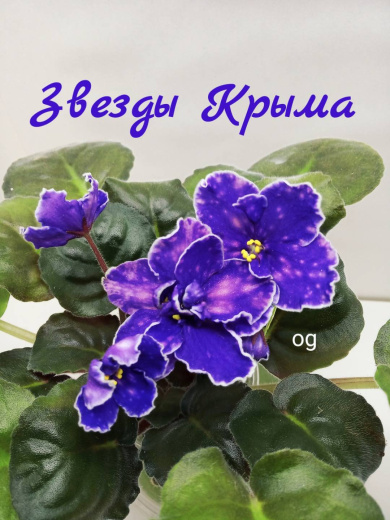 Звезды Крыма