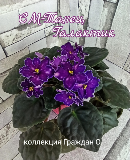 СМ-Танец Галактик