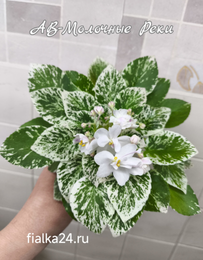 АВ-Молочные Реки