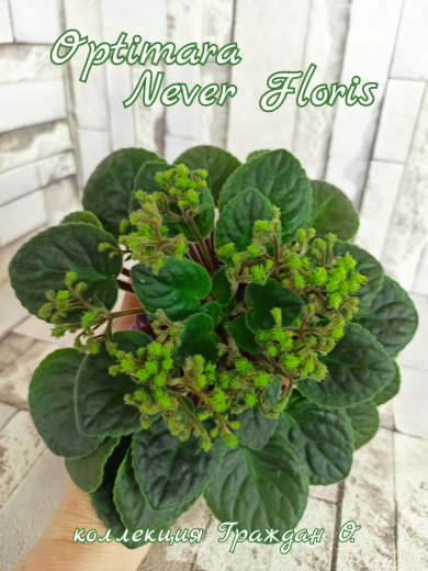 Optimara NeverFloris (Holtkamp)