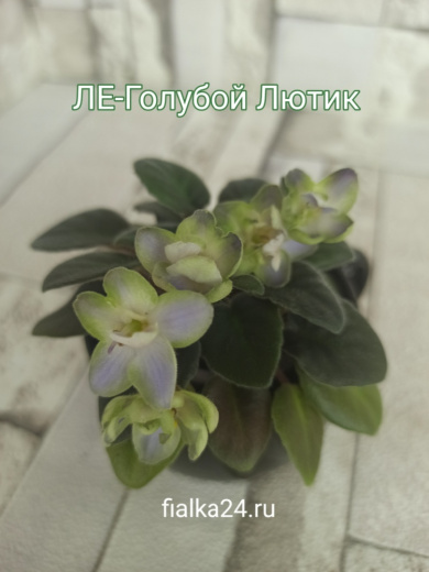 ЛЕ-Голубой Лютик
