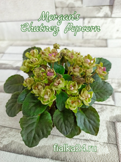 Morgan's Chutney Popcorn