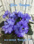 Blue Dragon (Sorano)