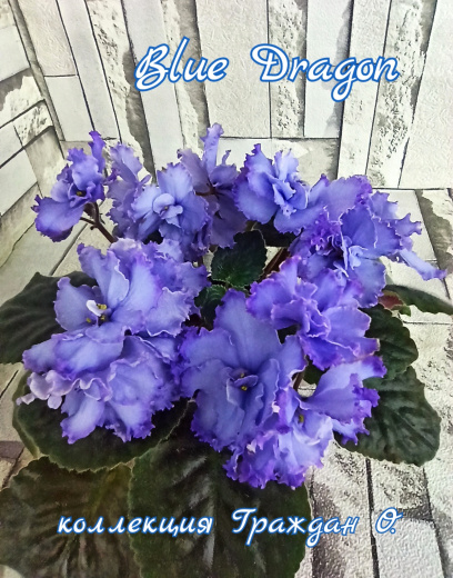 Blue Dragon (Sorano)