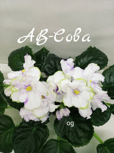 АВ-Сова