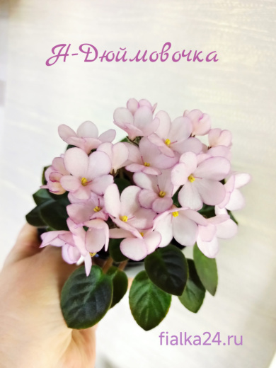 Н-Дюймовочка