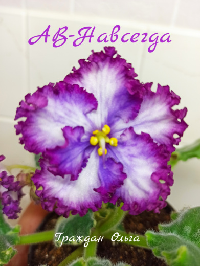 АВ-Навсегда