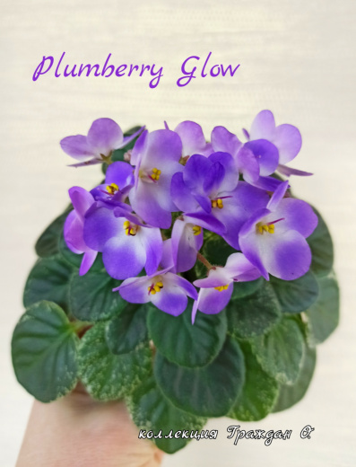 Plumberry Glow (LLG/Sorano)