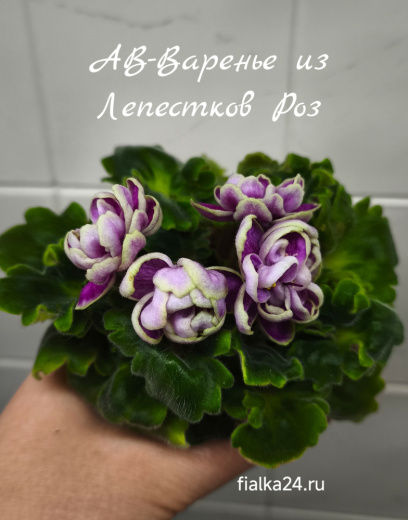 АВ-Варенье из Лепестков Роз