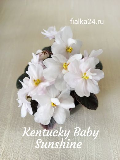 Kentucky Baby Sunshine (Rollins)