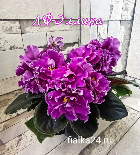 ЛФ-Эллина