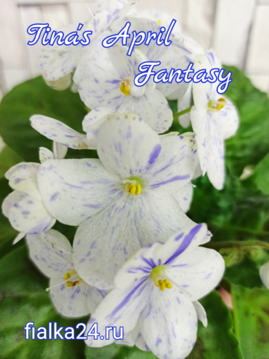 Tina's April Fantasy (Elfstrom)