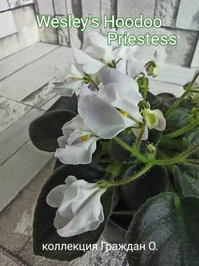 Wesley's Hoodoo Priestess (Carter)